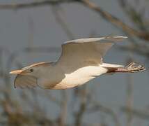 Western Cattle Egret