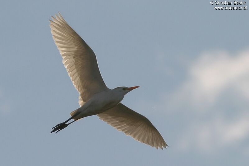 Western Cattle Egret