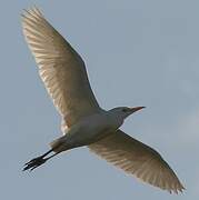 Western Cattle Egret