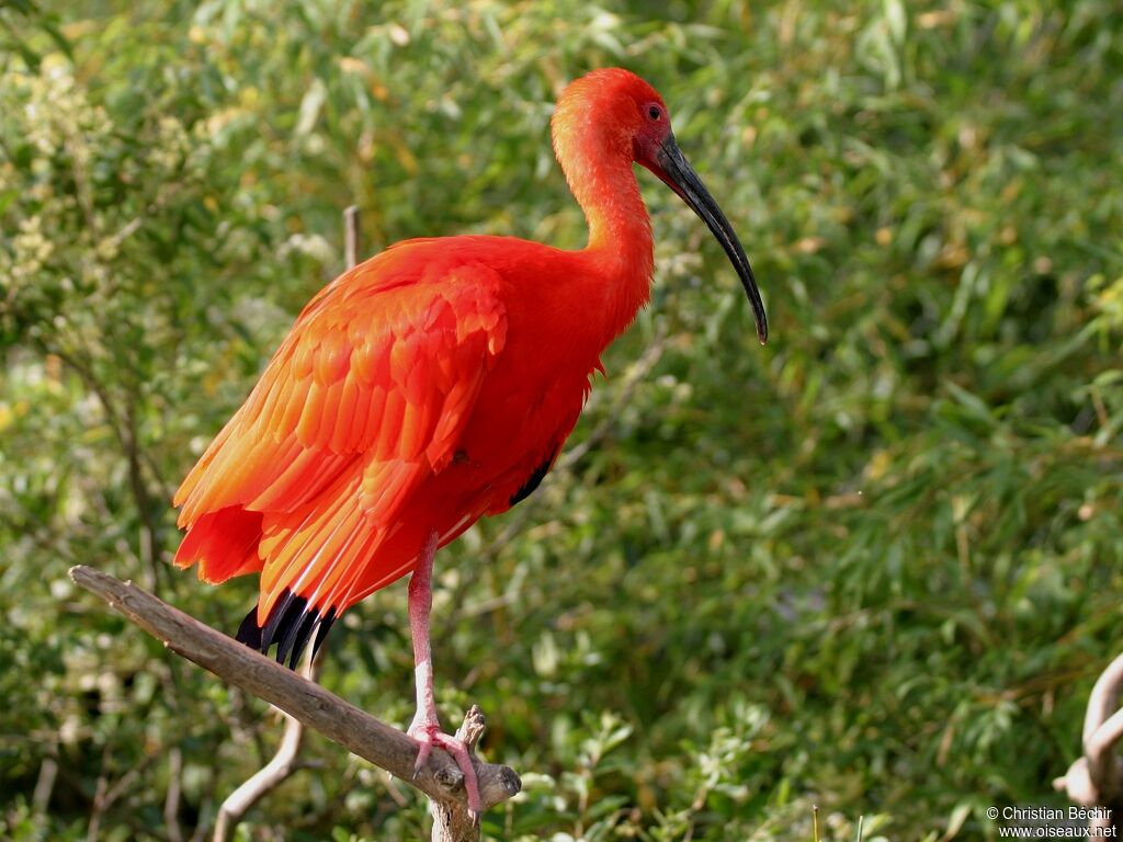 Ibis rouge