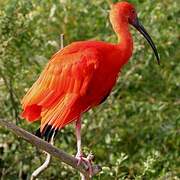 Ibis rouge