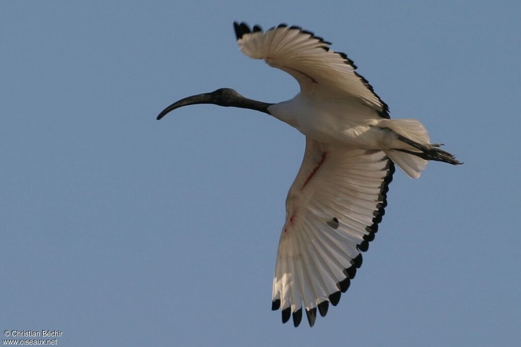 African Sacred Ibis