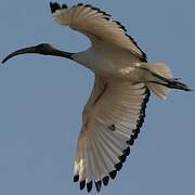 African Sacred Ibis