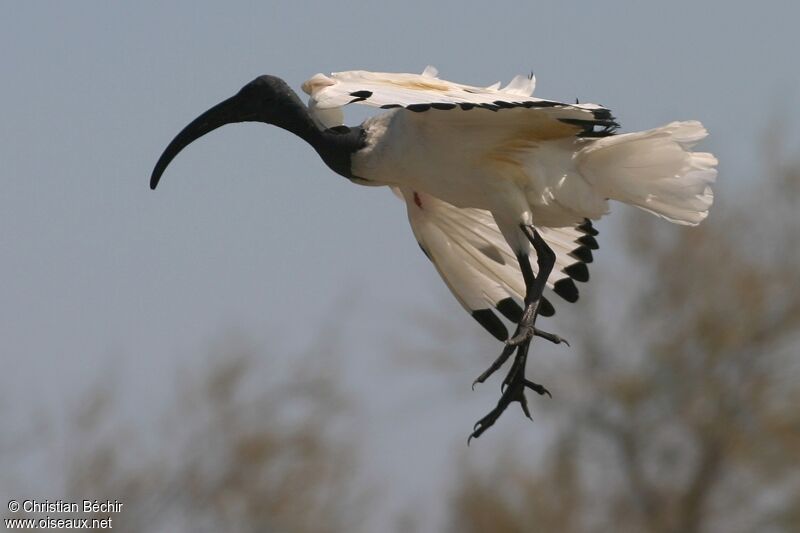 African Sacred Ibis