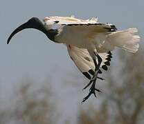 African Sacred Ibis