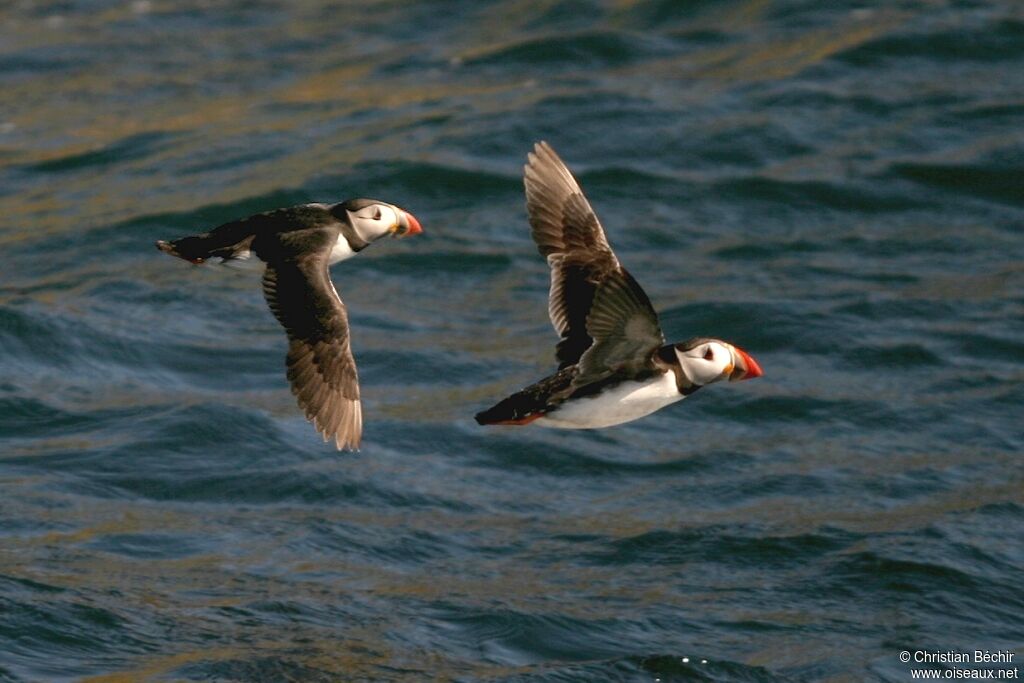 Atlantic Puffin