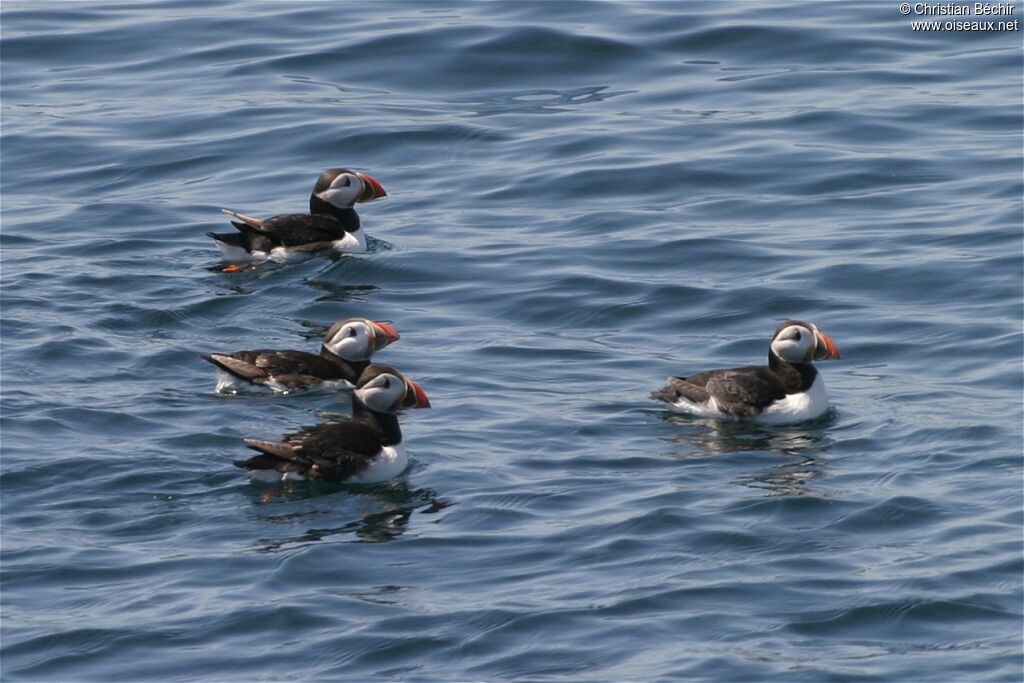 Atlantic Puffin