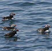 Atlantic Puffin