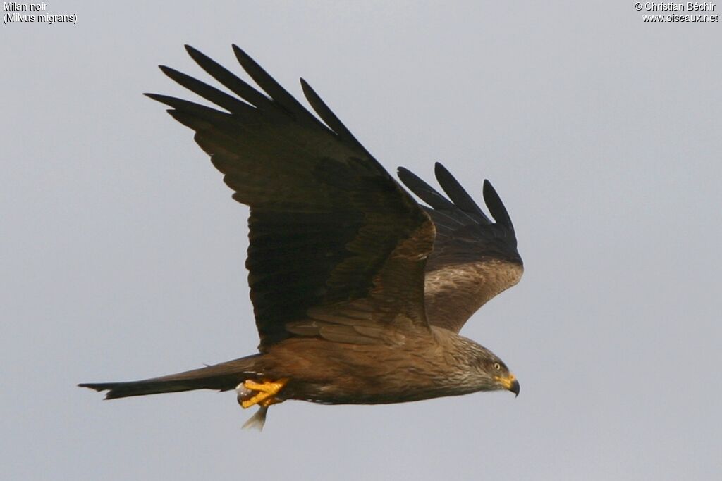 Black Kite