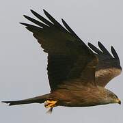 Black Kite