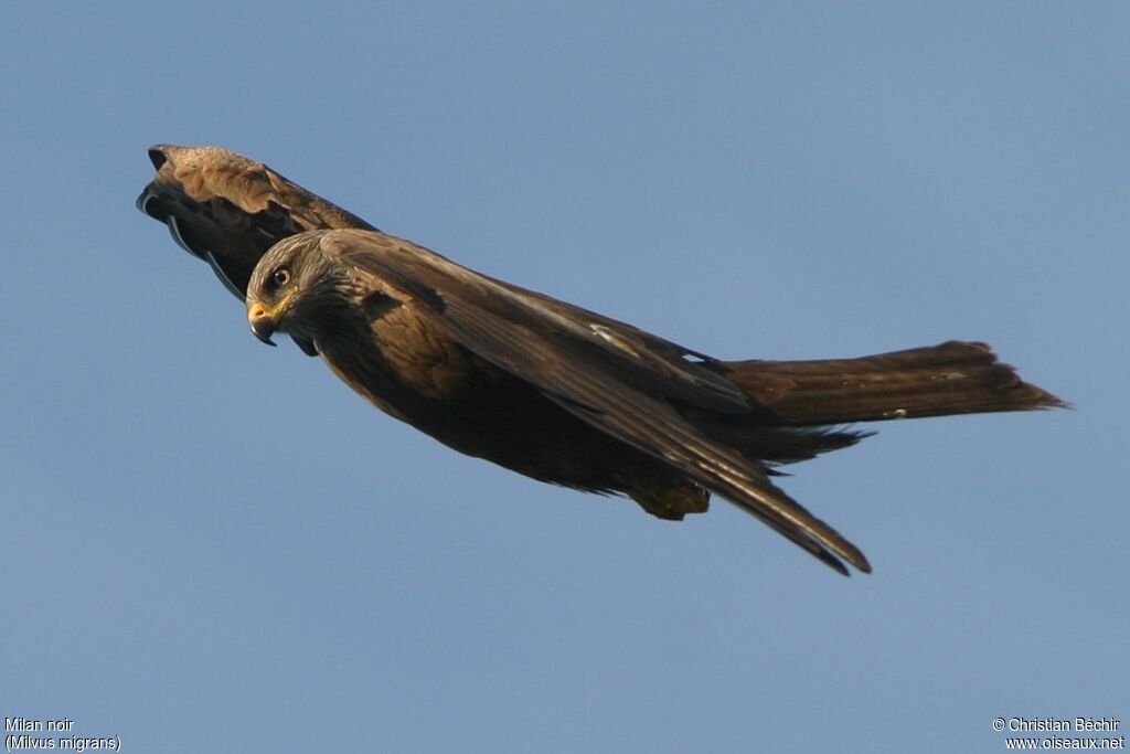 Black Kite