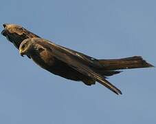 Black Kite