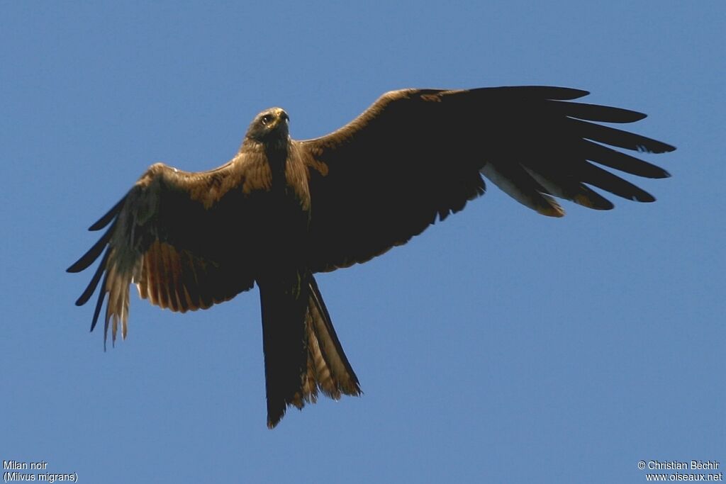 Black Kite