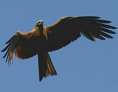 Black Kite