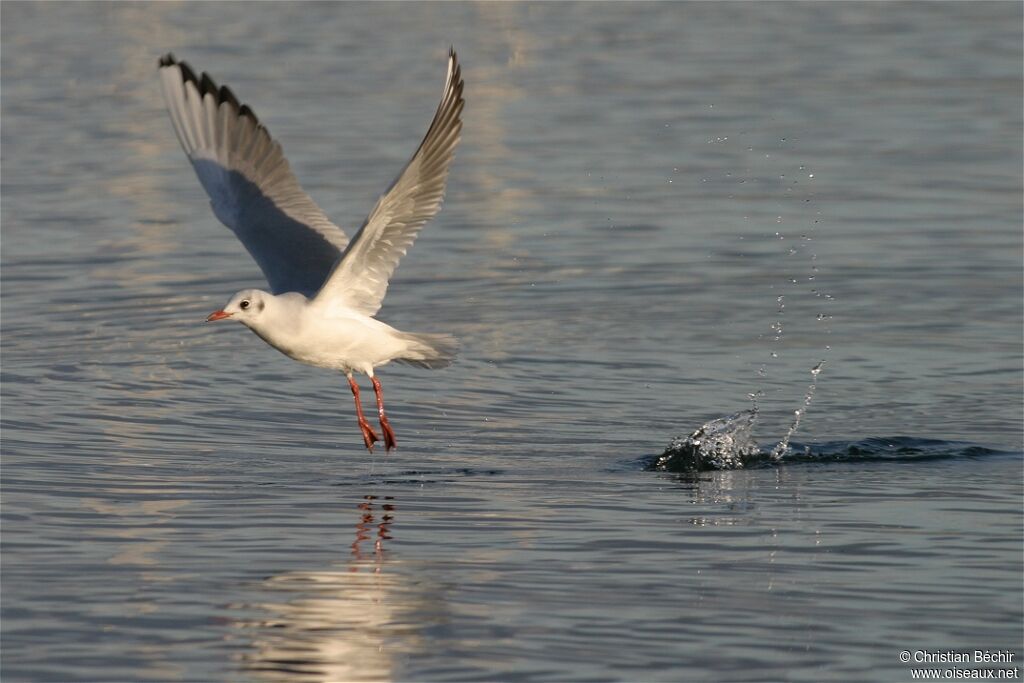 Mouette rieuse