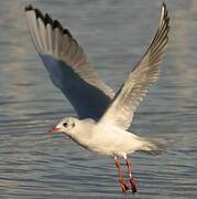 Mouette rieuse