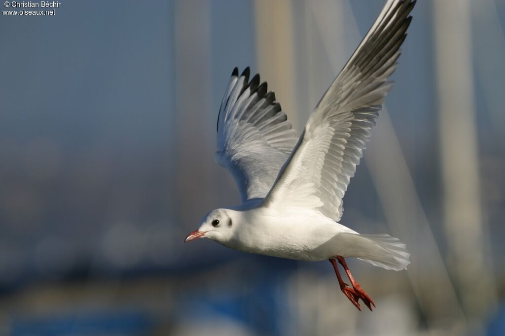 Mouette rieuse