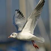 Mouette rieuse