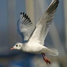 Mouette rieuse