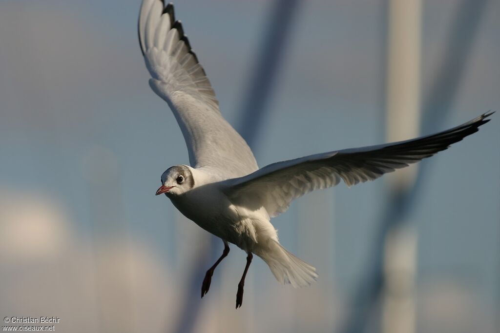 Mouette rieuse