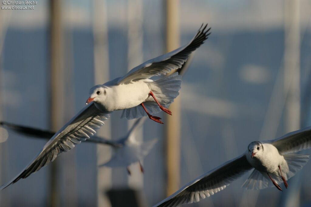 Mouette rieuse