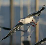 Mouette rieuse