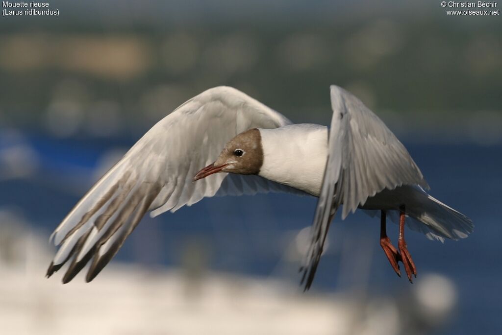 Mouette rieuse