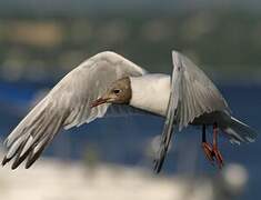 Black-headed Gull