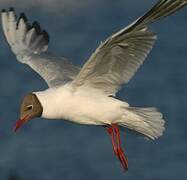 Mouette rieuse