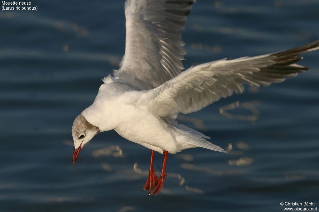 Mouette rieuse