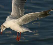 Mouette rieuse