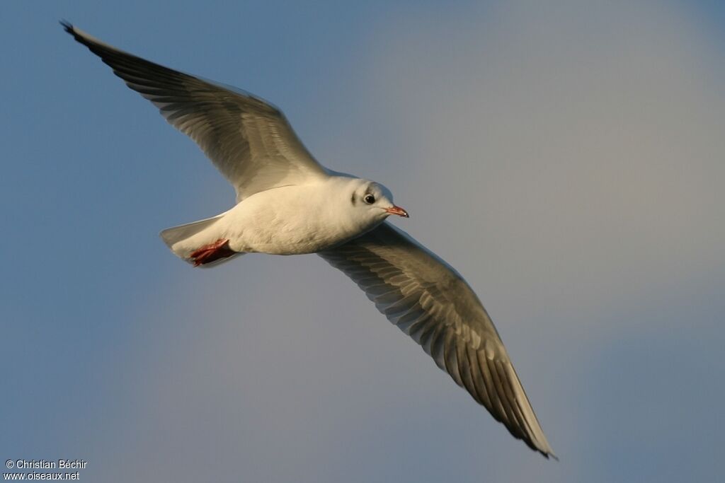 Mouette rieuse