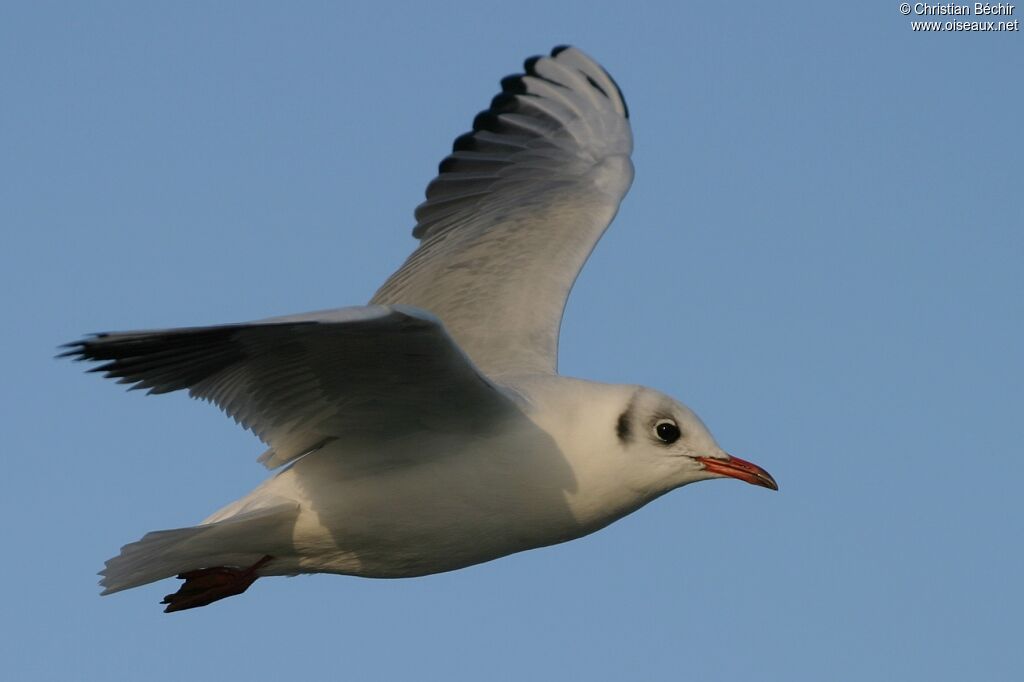 Mouette rieuse