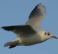 Mouette rieuse