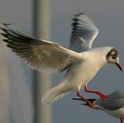 Mouette rieuse