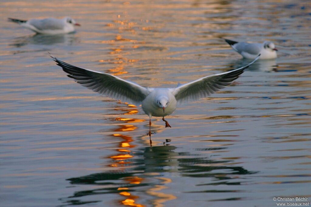 Mouette rieuse