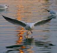 Mouette rieuse