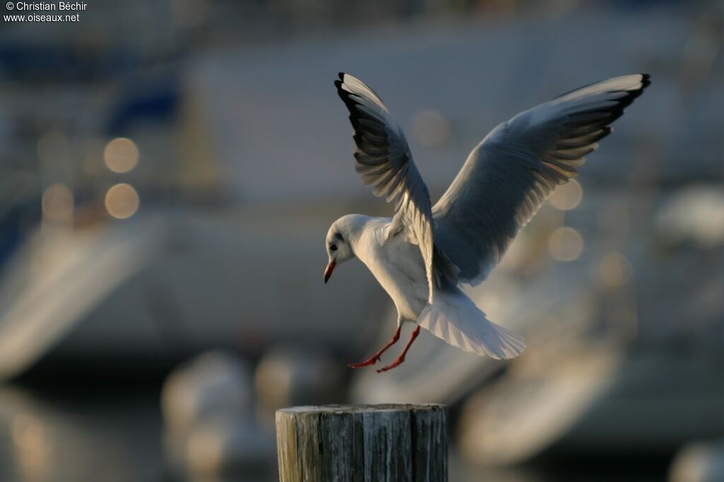 Mouette rieuse