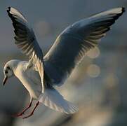 Mouette rieuse