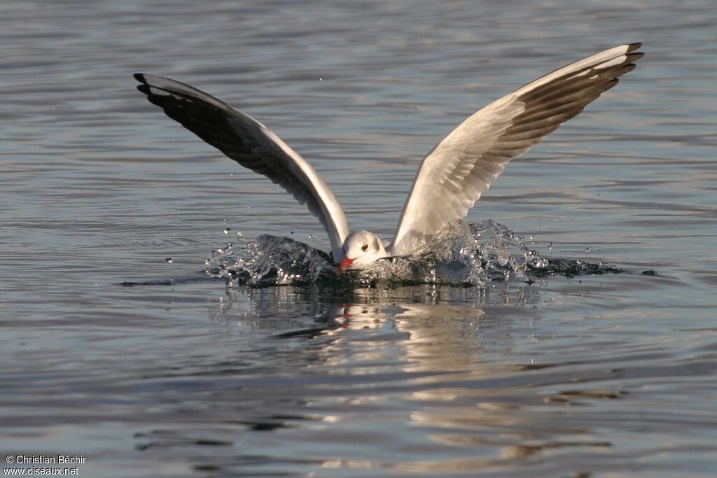 Mouette rieuse