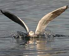 Mouette rieuse