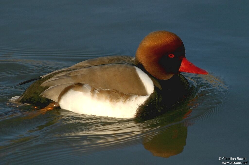 Red-crested Pochard