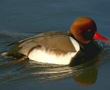 Red-crested Pochard