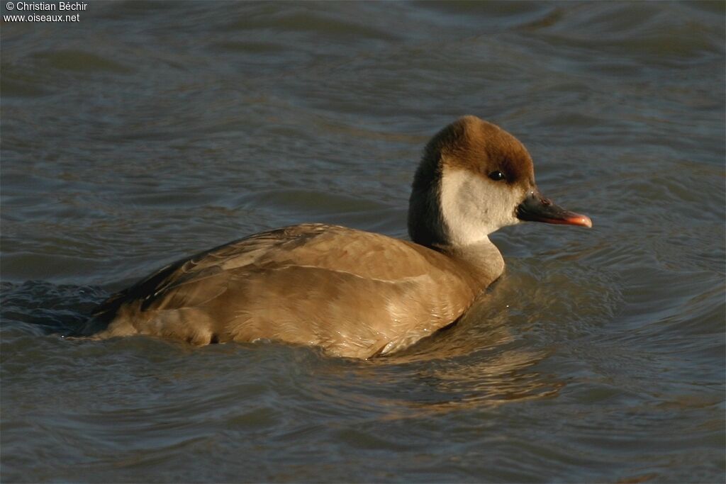 Nette rousse