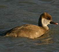 Red-crested Pochard