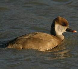 Nette rousse