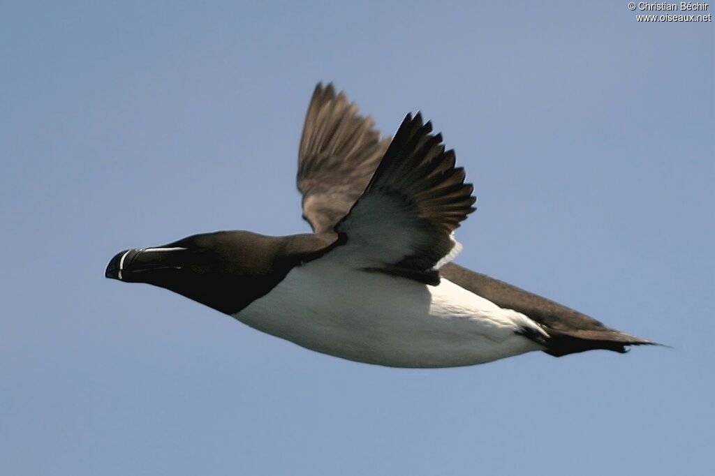 Razorbill