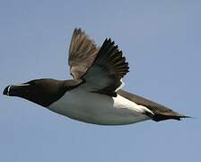 Razorbill