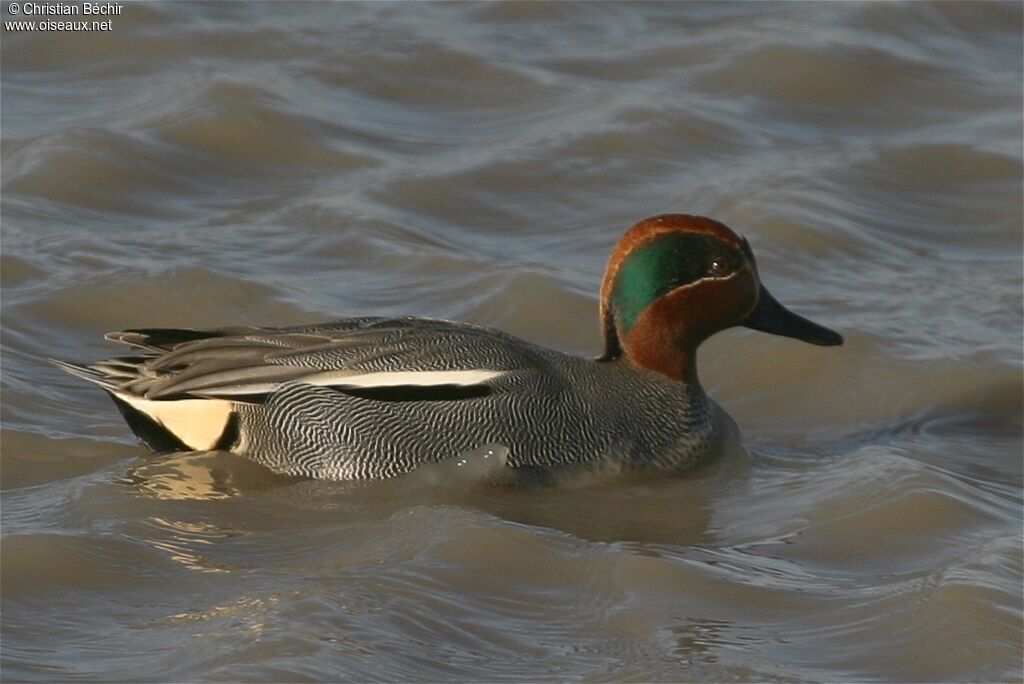 Eurasian Teal