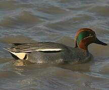 Eurasian Teal